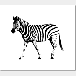 Zebra pop art Posters and Art